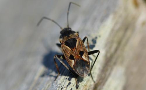 Rhyparochromus vulgaris